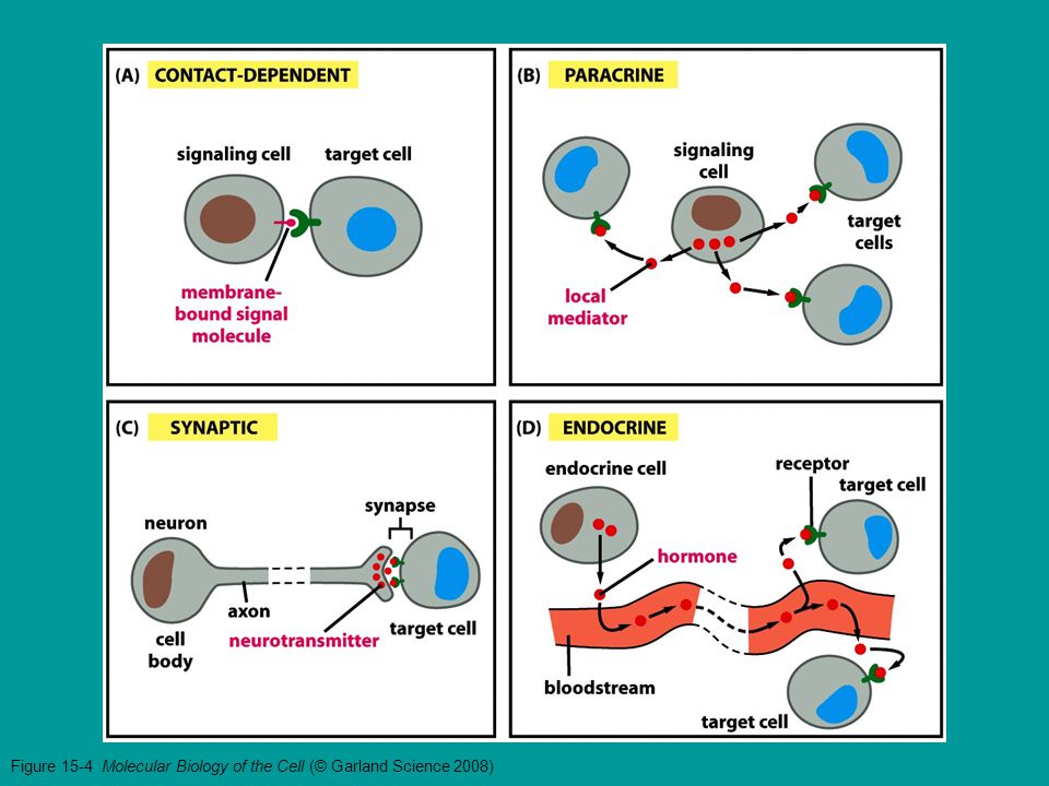 Figure 15-4 Molecular Biology of the Cell (© Garland Science 2008)
