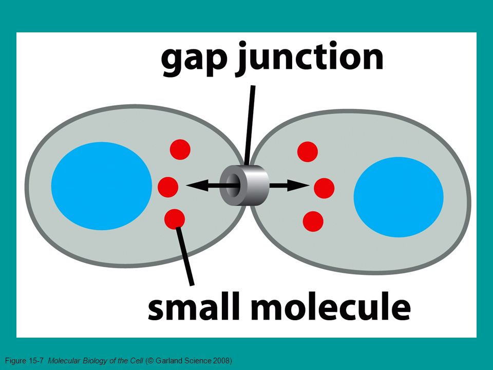 Figure 15-7 Molecular Biology of the Cell (© Garland Science 2008)