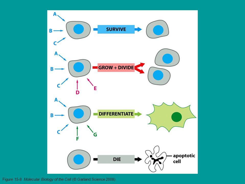 Figure 15-8 Molecular Biology of the Cell (© Garland Science 2008)