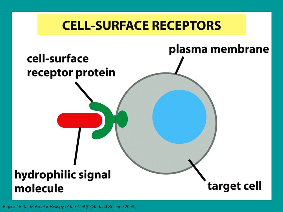 Figure 15-3a Molecular Biology of the Cell (© Garland Science 2008)