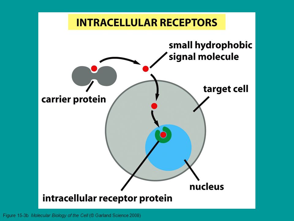 Figure 15-3b Molecular Biology of the Cell (© Garland Science 2008)