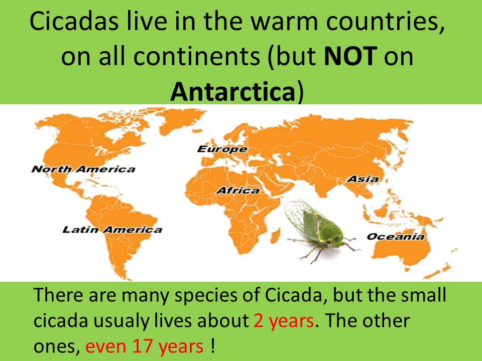 Cicadas live in the warm countries, on all continents (but NOT on Antarctica) There are many species of Cicada, but the small cicada usualy lives about 2 years.