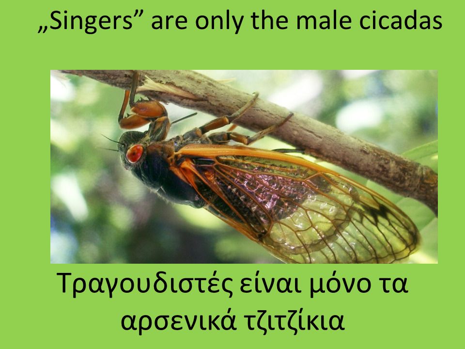 „Singers are only the male cicadas Τραγουδιστές είναι μόνο τα αρσενικά τζιτζίκια