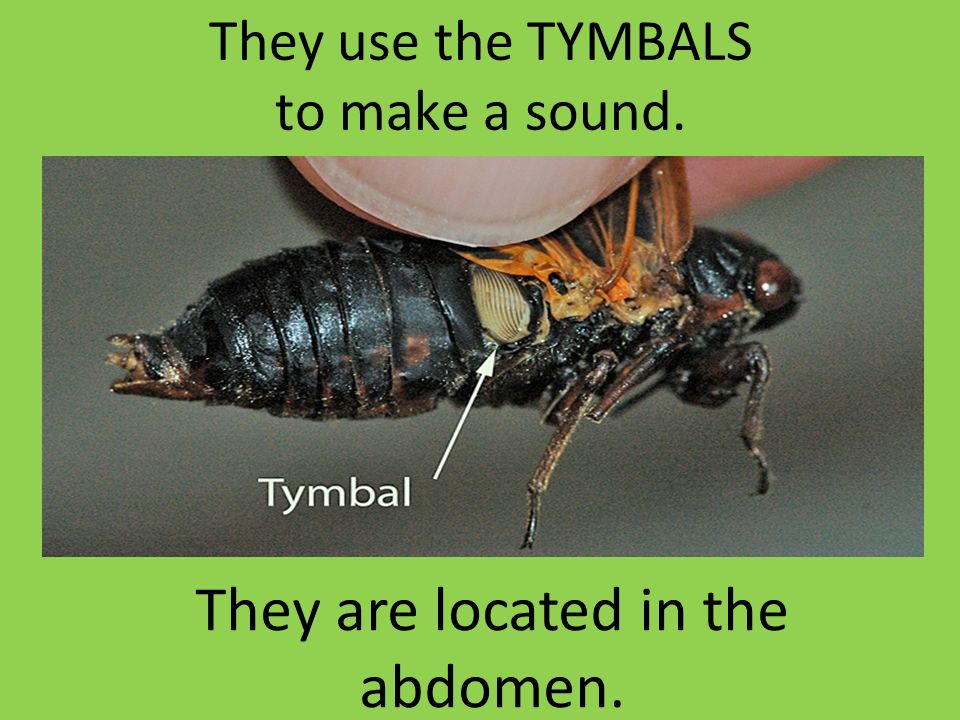 They use the TYMBALS to make a sound. They are located in the abdomen.