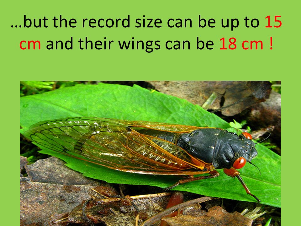 …but the record size can be up to 15 cm and their wings can be 18 cm !