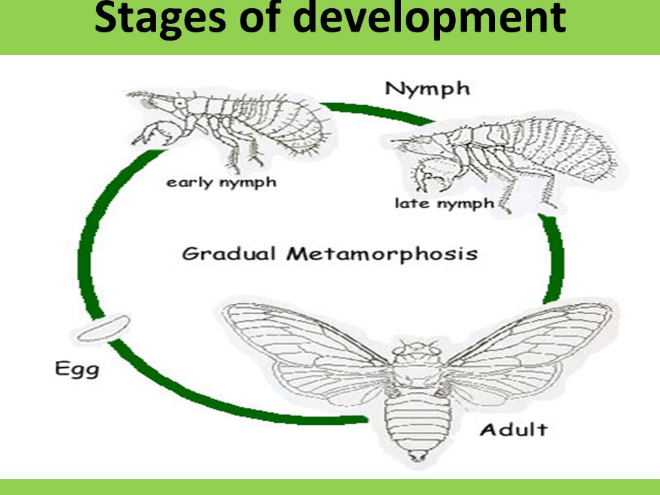 Stages of development