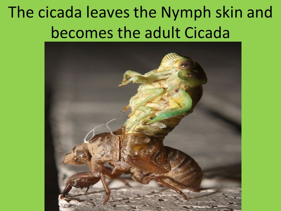 The cicada leaves the Nymph skin and becomes the adult Cicada