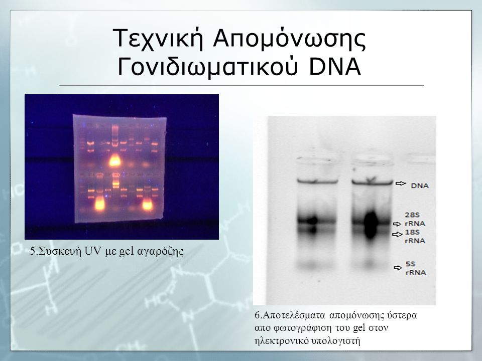 Τεχνική Απομόνωσης Γονιδιωματικού DNA 5.Συσκευή UV με gel αγαρόζης 6.Αποτελέσματα απομόνωσης ύστερα απο φωτογράφιση του gel στον ηλεκτρονικό υπολογιστή