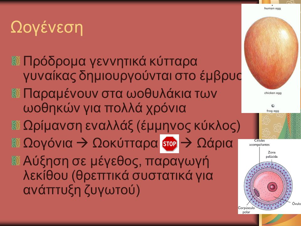 Ωογένεση Πρόδρομα γεννητικά κύτταρα γυναίκας δημιουργούνται στο έμβρυο Παραμένουν στα ωοθυλάκια των ωοθηκών για πολλά χρόνια Ωρίμανση εναλλάξ (έμμηνος κύκλος) Ωογόνια  Ωοκύτταρα  Ωάρια Αύξηση σε μέγεθος, παραγωγή λεκίθου (θρεπτικά συστατικά για ανάπτυξη ζυγωτού)