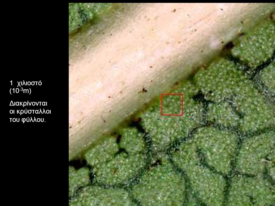 1 χιλιοστό (10 -3 m) Διακρίνονται οι κρύσταλλοι του φύλλου.