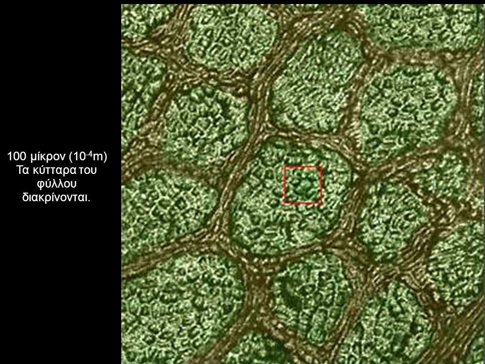 100 μίκρον (10 -4 m) Τα κύτταρα του φύλλου διακρίνονται.