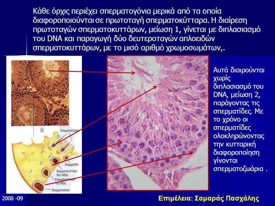 Επιμέλεια: Σαμαράς Πασχάλης Αυτά διαιρούνται χωρίς διπλασιασμό του DNA, μείωση 2, παράγοντας τις σπερματίδες.