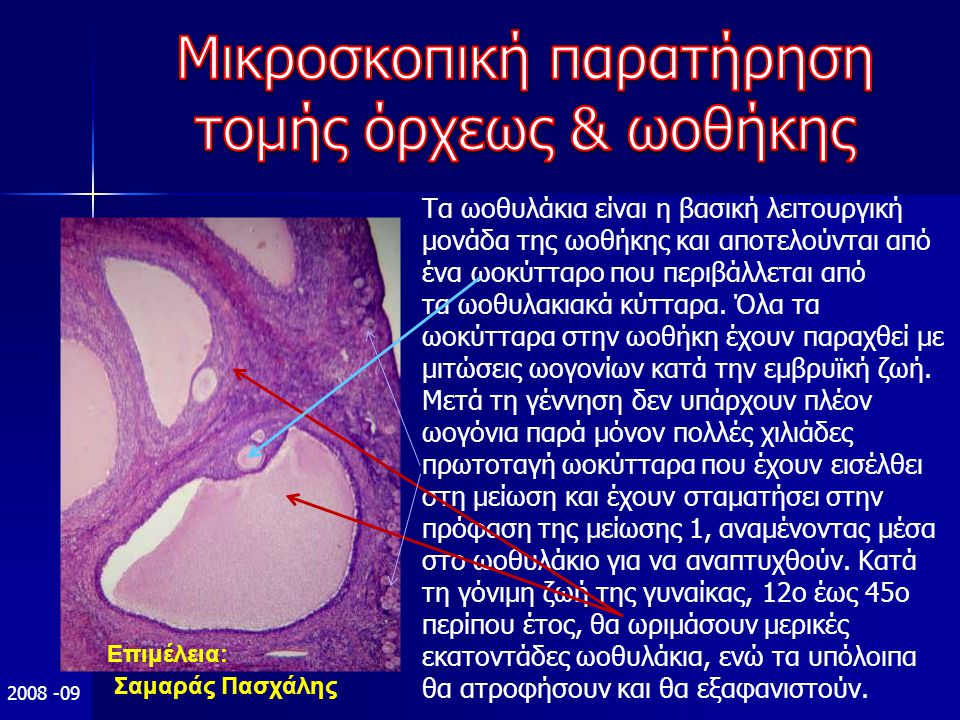 Τα ωοθυλάκια είναι η βασική λειτουργική μονάδα της ωοθήκης και αποτελούνται από ένα ωοκύτταρο που περιβάλλεται από τα ωοθυλακιακά κύτταρα.