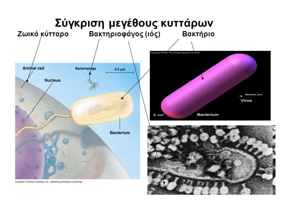 Σύγκριση μεγέθους κυττάρων Ζωικό κύτταρο Βακτηριοφάγος (ιός) Βακτήριο