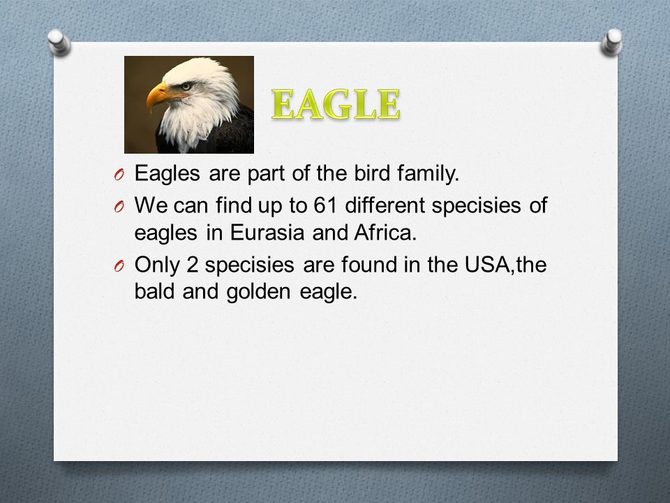 O Eagles are part of the bird family.