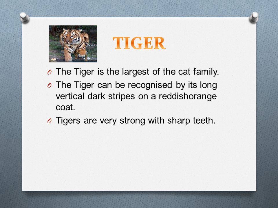 O The Tiger is the largest of the cat family.