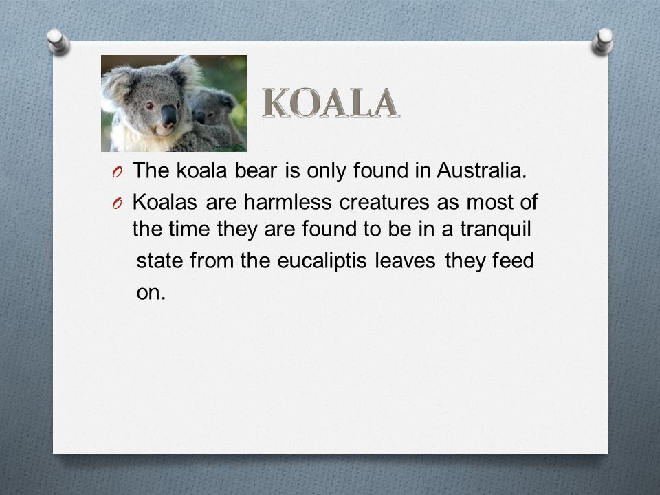 O The koala bear is only found in Australia.