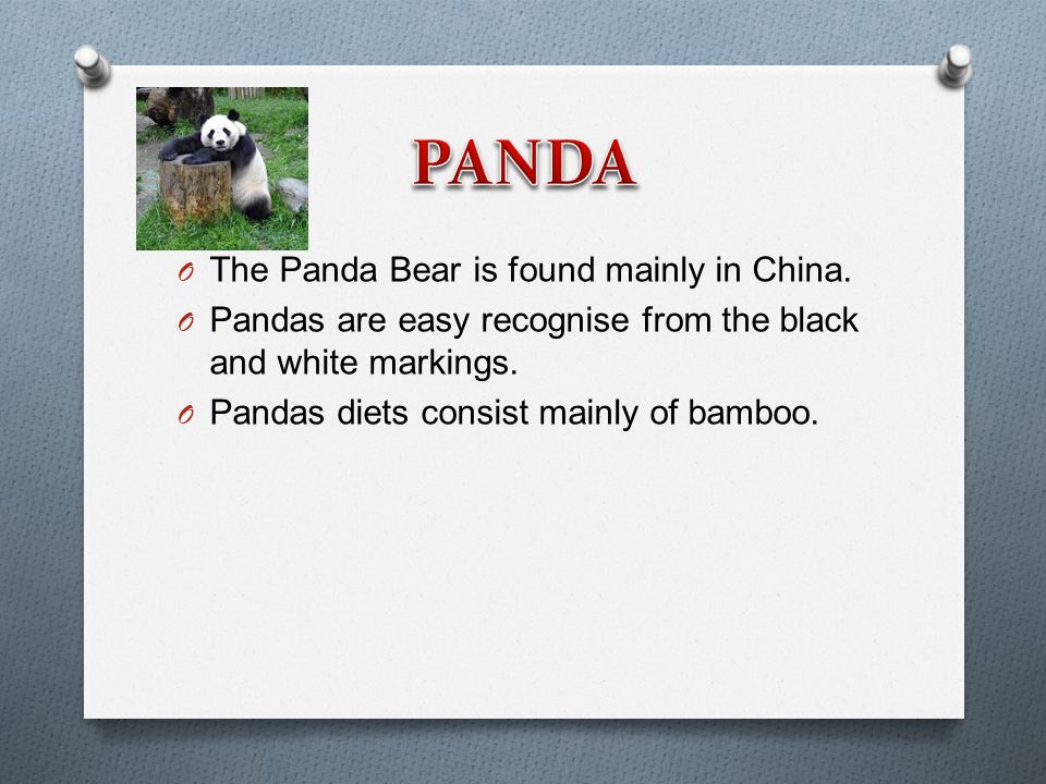 O The Panda Bear is found mainly in China.