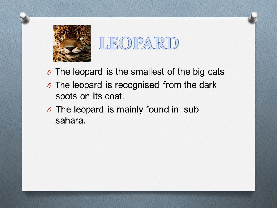 O The leopard is the smallest of the big cats O The leopard is recognised from the dark spots on its coat.