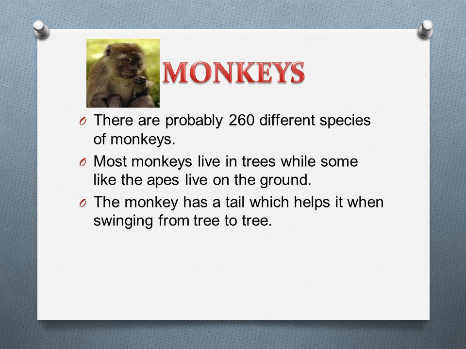 O Τ here are probably 260 different species of monkeys.