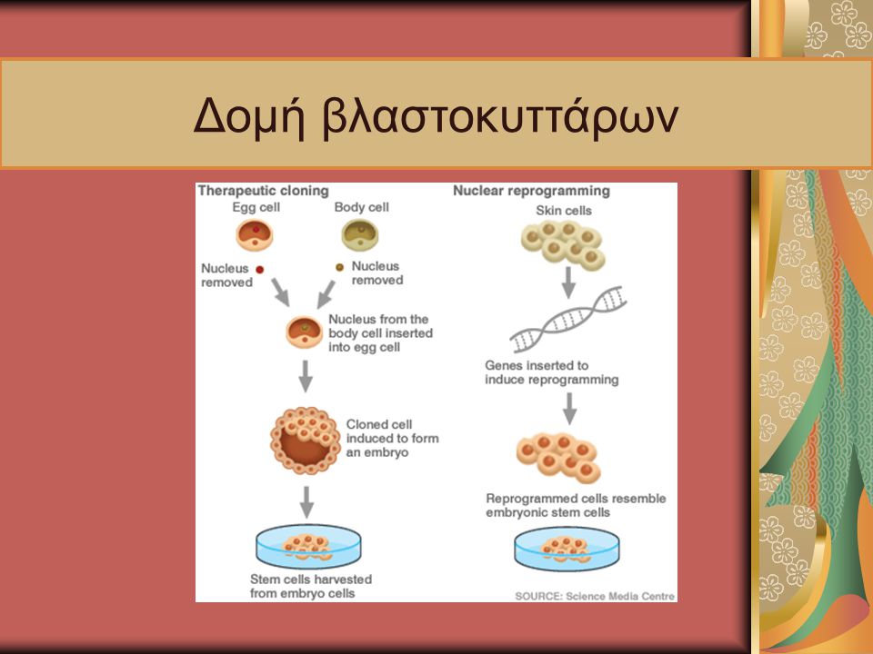 Δομή βλαστοκυττάρων