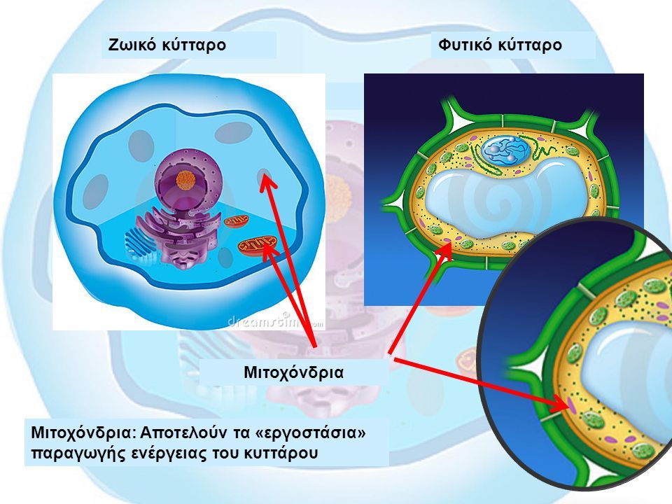 Ζωικό κύτταροΦυτικό κύτταρο Μιτοχόνδρια: Αποτελούν τα «εργοστάσια» παραγωγής ενέργειας του κυττάρου Μιτοχόνδρια
