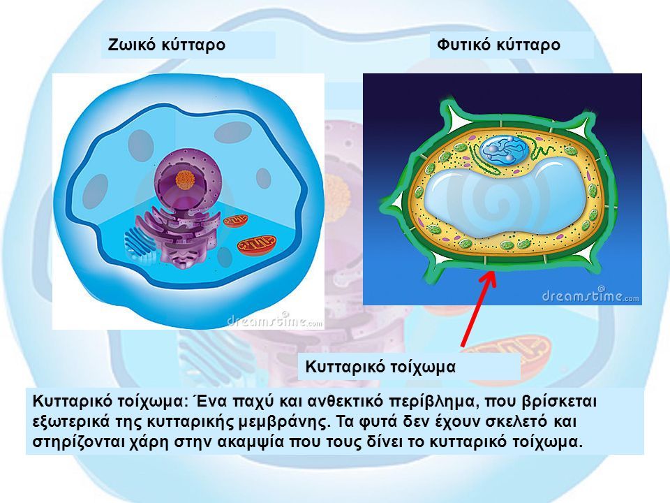 Ζωικό κύτταροΦυτικό κύτταρο Κυτταρικό τοίχωμα: Ένα παχύ και ανθεκτικό περίβλημα, που βρίσκεται εξωτερικά της κυτταρικής μεμβράνης.