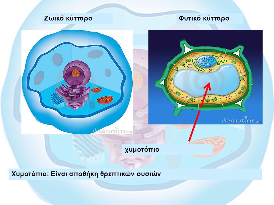 Ζωικό κύτταροΦυτικό κύτταρο Χυμοτόπιο: Είναι αποθήκη θρεπτικών ουσιών χυμοτόπιο