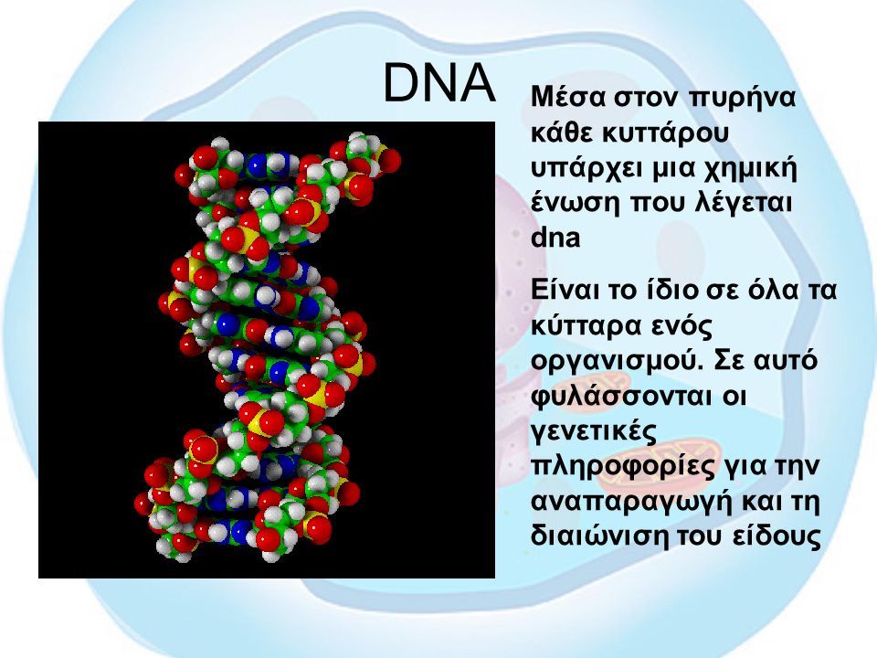 DNA Μέσα στον πυρήνα κάθε κυττάρου υπάρχει μια χημική ένωση που λέγεται dna Είναι το ίδιο σε όλα τα κύτταρα ενός οργανισμού.