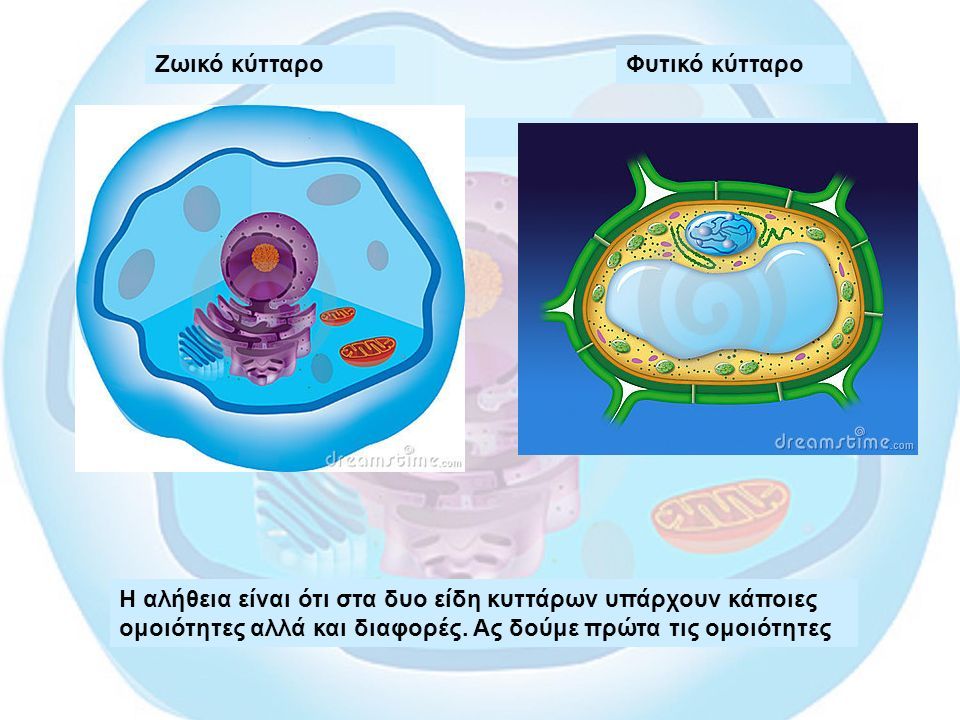 Ζωικό κύτταροΦυτικό κύτταρο Η αλήθεια είναι ότι στα δυο είδη κυττάρων υπάρχουν κάποιες ομοιότητες αλλά και διαφορές.