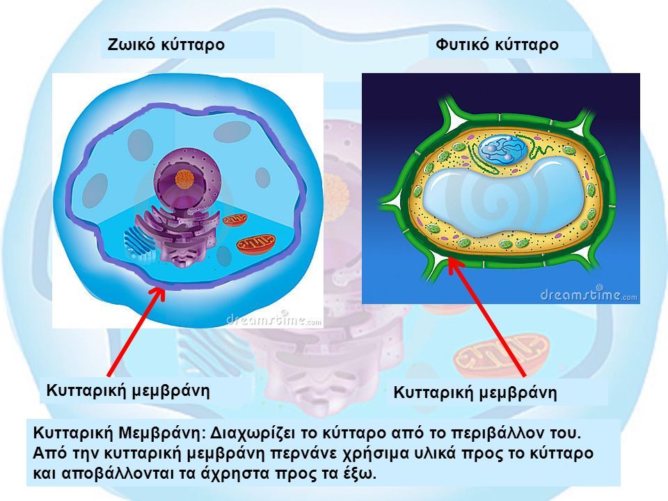 Ζωικό κύτταροΦυτικό κύτταρο Κυτταρική μεμβράνη Κυτταρική Μεμβράνη: Διαχωρίζει το κύτταρο από το περιβάλλον του.