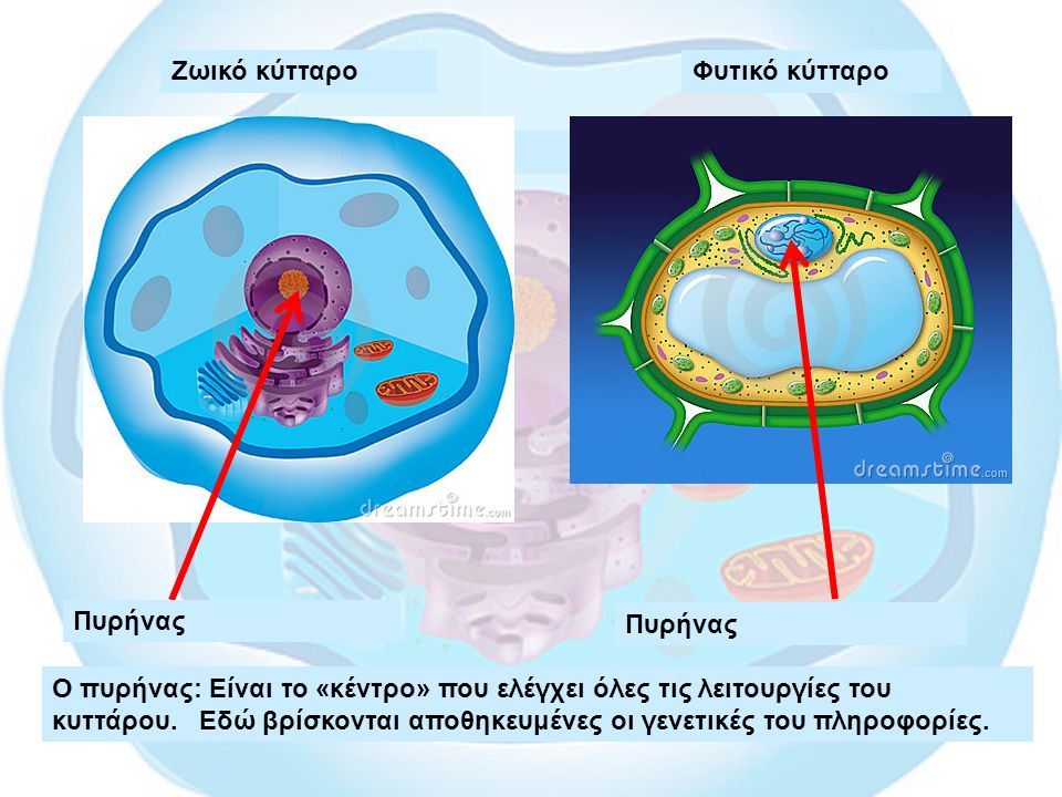 Ζωικό κύτταροΦυτικό κύτταρο Πυρήνας Ο πυρήνας: Είναι το «κέντρο» που ελέγχει όλες τις λειτουργίες του κυττάρου.