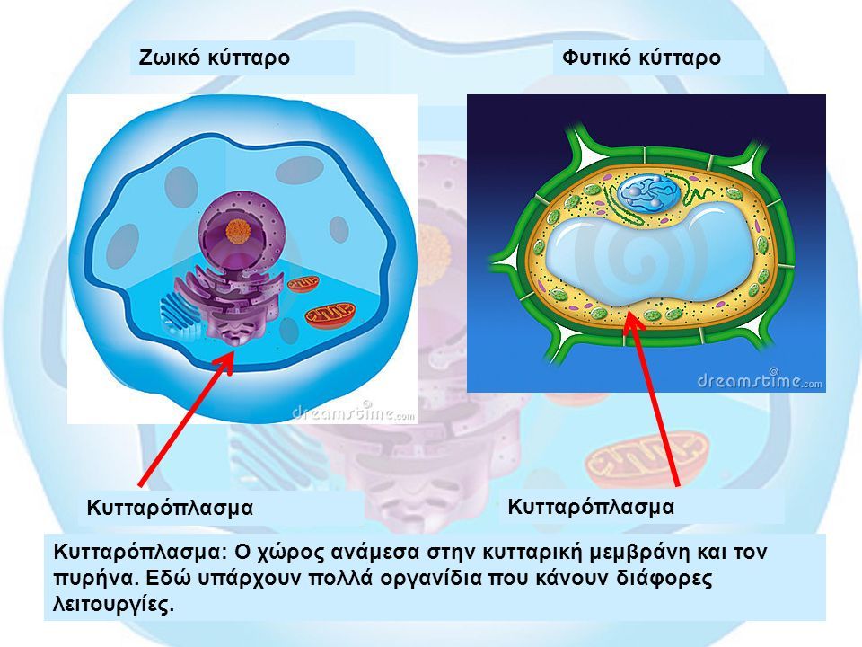 Ζωικό κύτταροΦυτικό κύτταρο Κυτταρόπλασμα: Ο χώρος ανάμεσα στην κυτταρική μεμβράνη και τον πυρήνα.