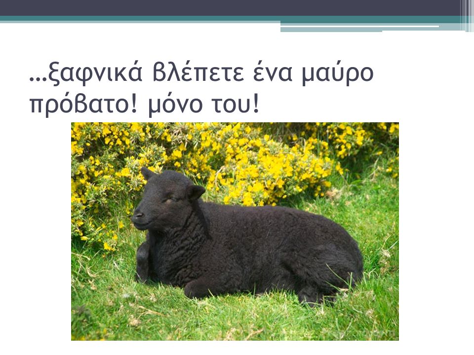 …ξαφνικά βλέπετε ένα μαύρο πρόβατο! μόνο του!