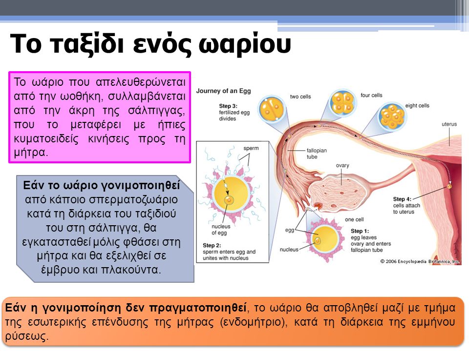 Το ωάριο που απελευθερώνεται από την ωοθήκη, συλλαμβάνεται από την άκρη της σάλπιγγας, που το μεταφέρει με ήπιες κυματοειδείς κινήσεις προς τη μήτρα.