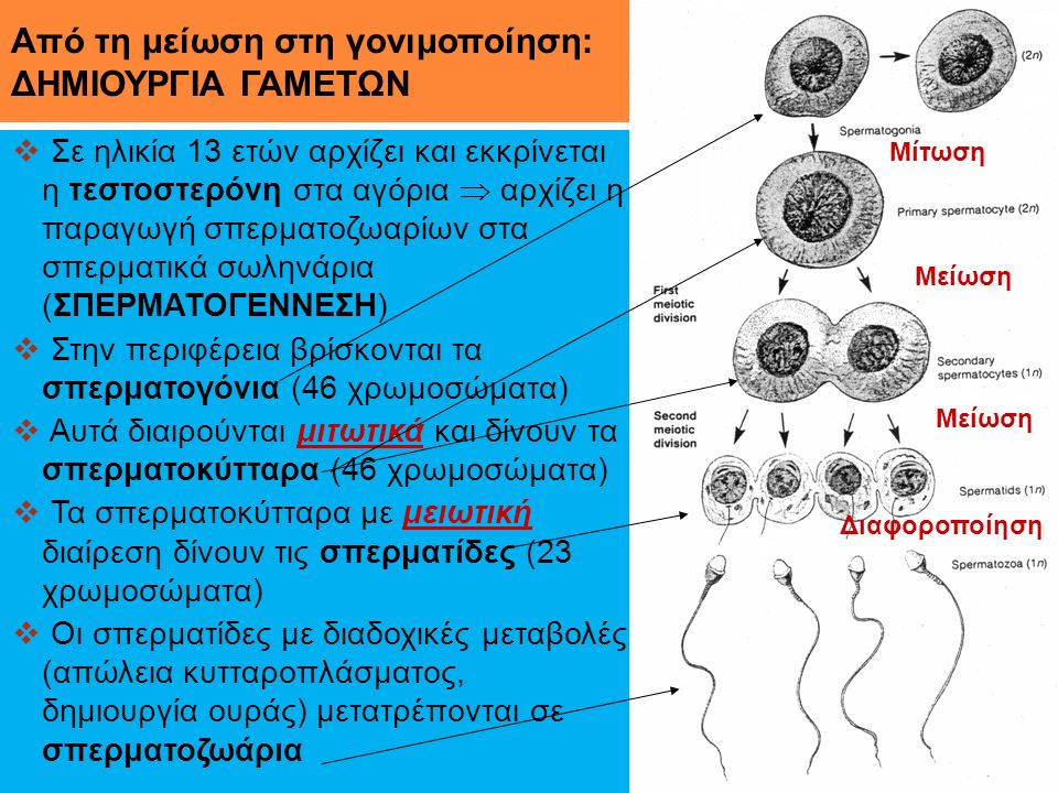 Από τη μείωση στη γονιμοποίηση: ΔΗΜΙΟΥΡΓΙΑ ΓΑΜΕΤΩΝ  Σε ηλικία 13 ετών αρχίζει και εκκρίνεται η τεστοστερόνη στα αγόρια  αρχίζει η παραγωγή σπερματοζωαρίων στα σπερματικά σωληνάρια (ΣΠΕΡΜΑΤΟΓΕΝΝΕΣΗ)  Στην περιφέρεια βρίσκονται τα σπερματογόνια (46 χρωμοσώματα)  Αυτά διαιρούνται μιτωτικά και δίνουν τα σπερματοκύτταρα (46 χρωμοσώματα)  Τα σπερματοκύτταρα με μειωτική διαίρεση δίνουν τις σπερματίδες (23 χρωμοσώματα)  Οι σπερματίδες με διαδοχικές μεταβολές (απώλεια κυτταροπλάσματος, δημιουργία ουράς) μετατρέπονται σε σπερματοζωάρια Μίτωση Μείωση Διαφοροποίηση
