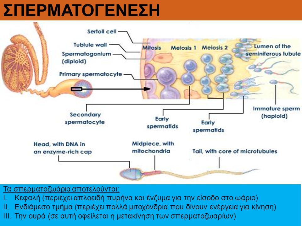 ΣΠΕΡΜΑΤΟΓΕΝΕΣΗ Τα σπερματοζωάρια αποτελούνται: I.Κεφαλή (περιέχει απλοειδή πυρήνα και ένζυμα για την είσοδο στο ωάριο) II.Ενδιάμεσο τμήμα (περιέχει πολλά μιτοχόνδρια που δίνουν ενέργεια για κίνηση) III.Την ουρά (σε αυτή οφείλεται η μετακίνηση των σπερματοζωαρίων)