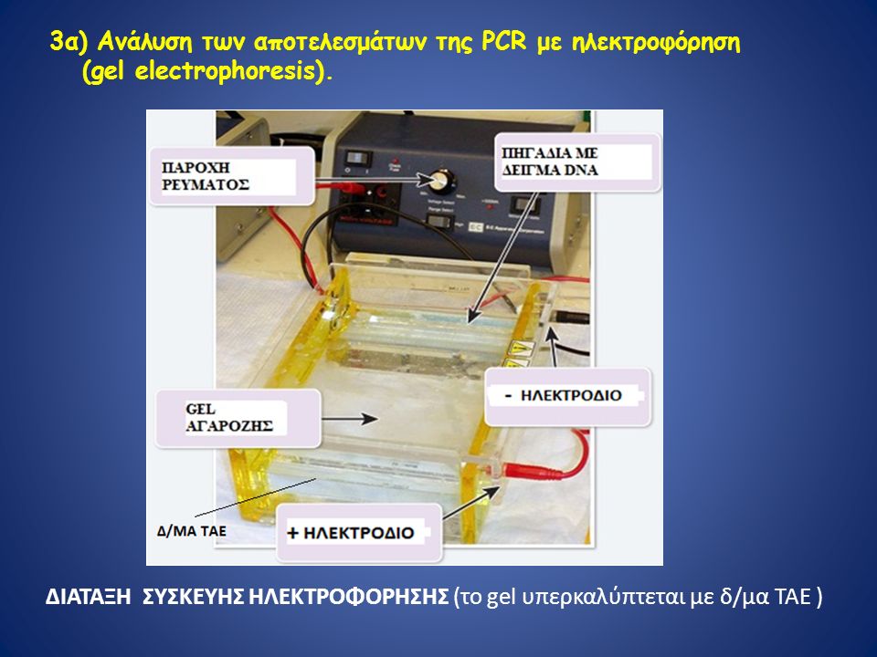 3α) Ανάλυση των αποτελεσμάτων της PCR με ηλεκτροφόρηση (gel electrophoresis).