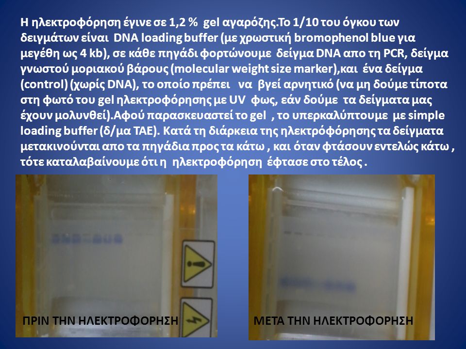 Η ηλεκτροφόρηση έγινε σε 1,2 % gel αγαρόζης.To 1/10 του όγκου των δειγμάτων είναι DNA loading buffer (με χρωστική bromophenol blue για μεγέθη ως 4 kb), σε κάθε πηγάδι φορτώνουμε δείγμα DNA απο τη PCR, δείγμα γνωστού μοριακού βάρους (molecular weight size marker),και ένα δείγμα (control) (χωρίς DNA), το οποίο πρέπει να βγεί αρνητικό (να μη δούμε τίποτα στη φωτό του gel ηλεκτροφόρησης με UV φως, εάν δούμε τα δείγματα μας έχουν μολυνθεί).Αφού παρασκευαστεί το gel, το υπερκαλύπτουμε με simple loading buffer (δ/μα ΤΑΕ).