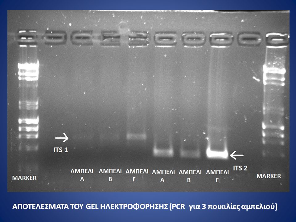 ΑΠΟΤΕΛΕΣΜΑΤΑ ΤΟΥ GEL ΗΛΕΚΤΡΟΦΟΡΗΣΗΣ (PCR για 3 ποικιλίες αμπελιού)