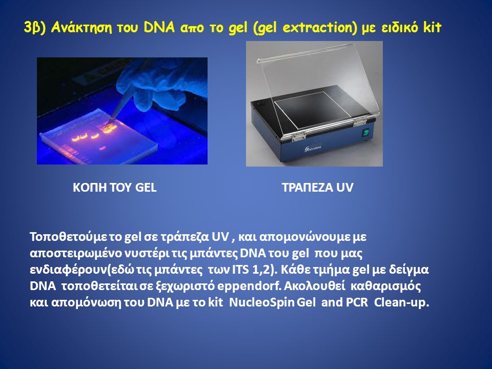 3β) Ανάκτηση του DNA απο το gel (gel extraction) με ειδικό kit Τοποθετούμε το gel σε τράπεζα UV, και απομονώνουμε με αποστειρωμένο νυστέρι τις μπάντες DNA του gel που μας ενδιαφέρουν(εδώ τις μπάντες των ΙΤS 1,2).
