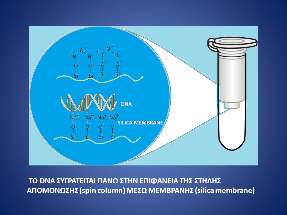 ΤΟ DNA ΣΥΓΡΑΤΕΙΤΑΙ ΠΑΝΩ ΣΤΗΝ ΕΠΙΦΑΝΕΙΑ ΤΗΣ ΣΤΗΛΗΣ ΑΠΟΜΟΝΩΣΗΣ (spin column) ΜΕΣΩ ΜΕΜΒΡΑΝΗΣ (silica membrane)