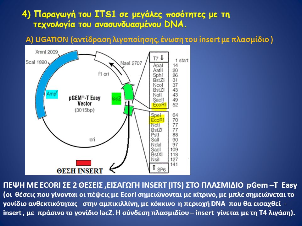 4) Παραγωγή του ΙΤS1 σε μεγάλες ποσότητες με τη τεχνολογία του ανασυνδυασμένου DNA.