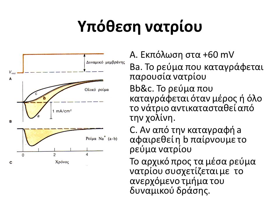 Υπόθεση νατρίου Α. Εκπόλωση στα +60 mV Ba. Το ρεύμα που καταγράφεται παρουσία νατρίου Βb&c.