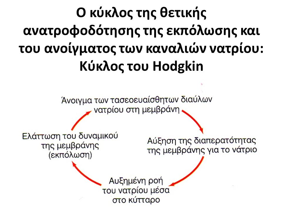 Ο κύκλος της θετικής ανατροφοδότησης της εκπόλωσης και του ανοίγματος των καναλιών νατρίου: Κύκλος του Hodgkin