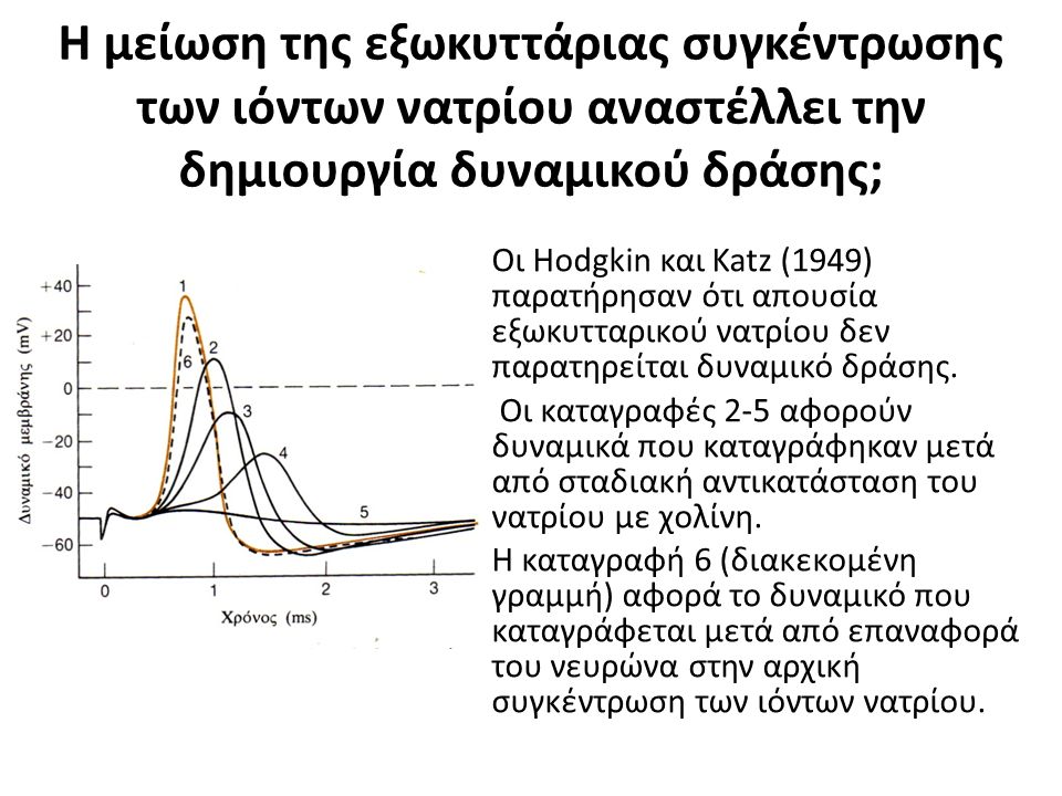 Η μείωση της εξωκυττάριας συγκέντρωσης των ιόντων νατρίου αναστέλλει την δημιουργία δυναμικού δράσης; Οι Hodgkin και Katz (1949) παρατήρησαν ότι απουσία εξωκυτταρικού νατρίου δεν παρατηρείται δυναμικό δράσης.