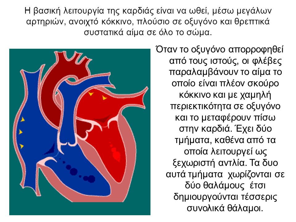 Η βασική λειτουργία της καρδιάς είναι να ωθεί, μέσω μεγάλων αρτηριών, ανοιχτό κόκκινο, πλούσιο σε οξυγόνο και θρεπτικά συστατικά αίμα σε όλο το σώμα.