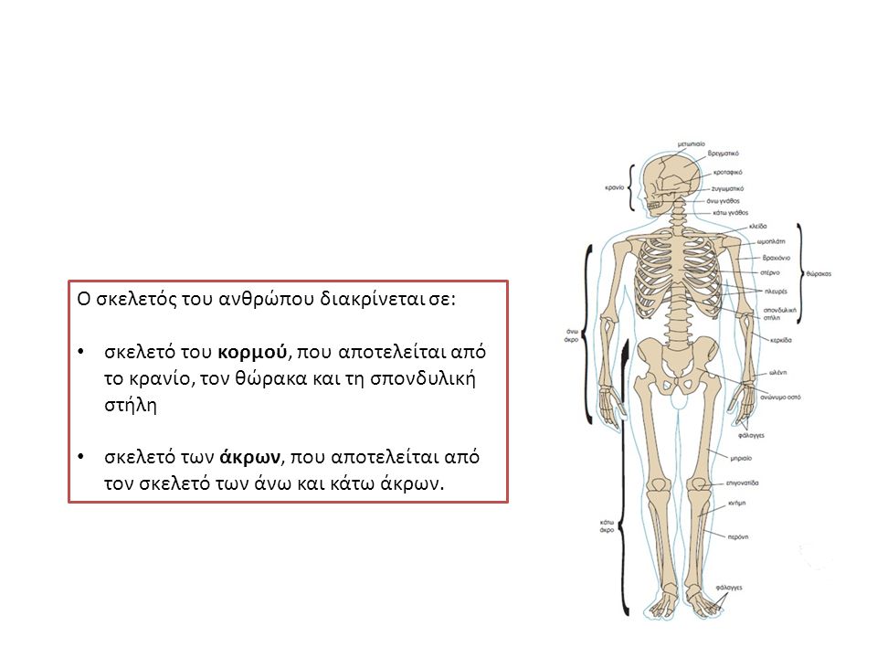 Ο σκελετός του ανθρώπου διακρίνεται σε: σκελετό του κορμού, που αποτελείται από το κρανίο, τον θώρακα και τη σπονδυλική στήλη σκελετό των άκρων, που αποτελείται από τον σκελετό των άνω και κάτω άκρων.