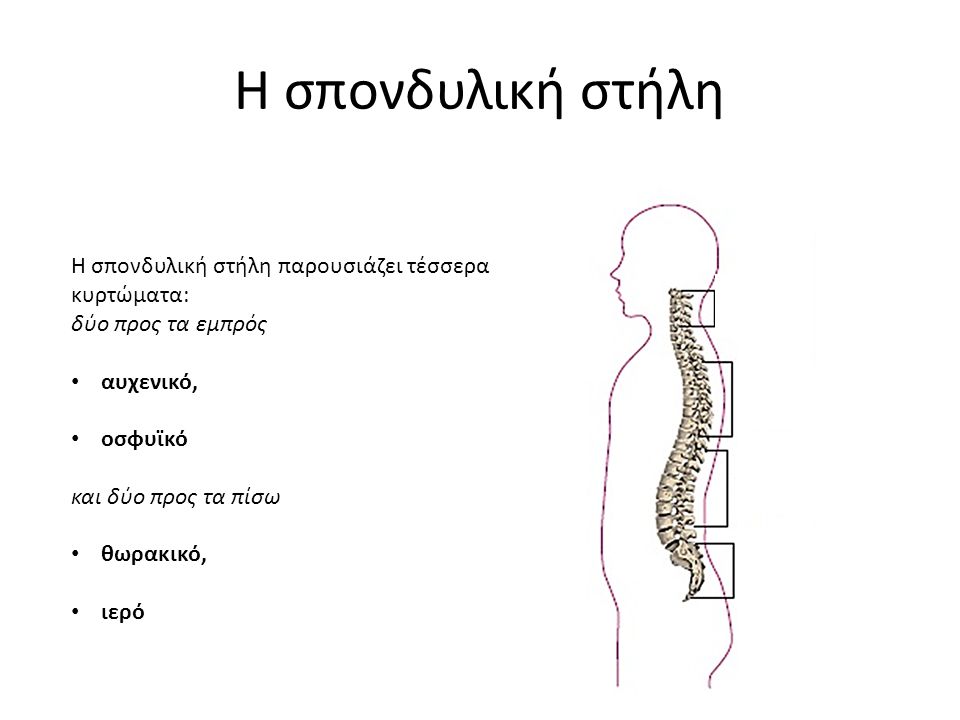 Η σπονδυλική στήλη Η σπονδυλική στήλη παρουσιάζει τέσσερα κυρτώματα: δύο προς τα εμπρός αυχενικό, οσφυϊκό και δύο προς τα πίσω θωρακικό, ιερό