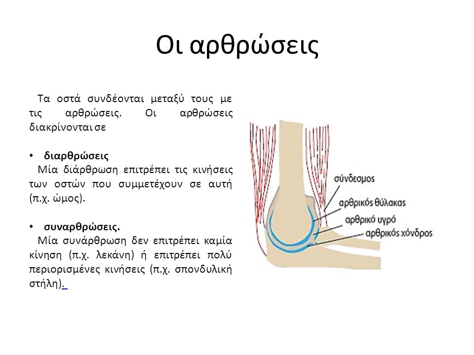 Οι αρθρώσεις Τα οστά συνδέονται μεταξύ τους με τις αρθρώσεις.